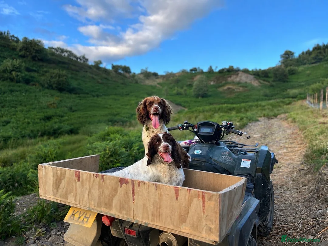 English Springer Spaniel dogs for sale: English Springer Spaniels in Montgomery - Advert 2