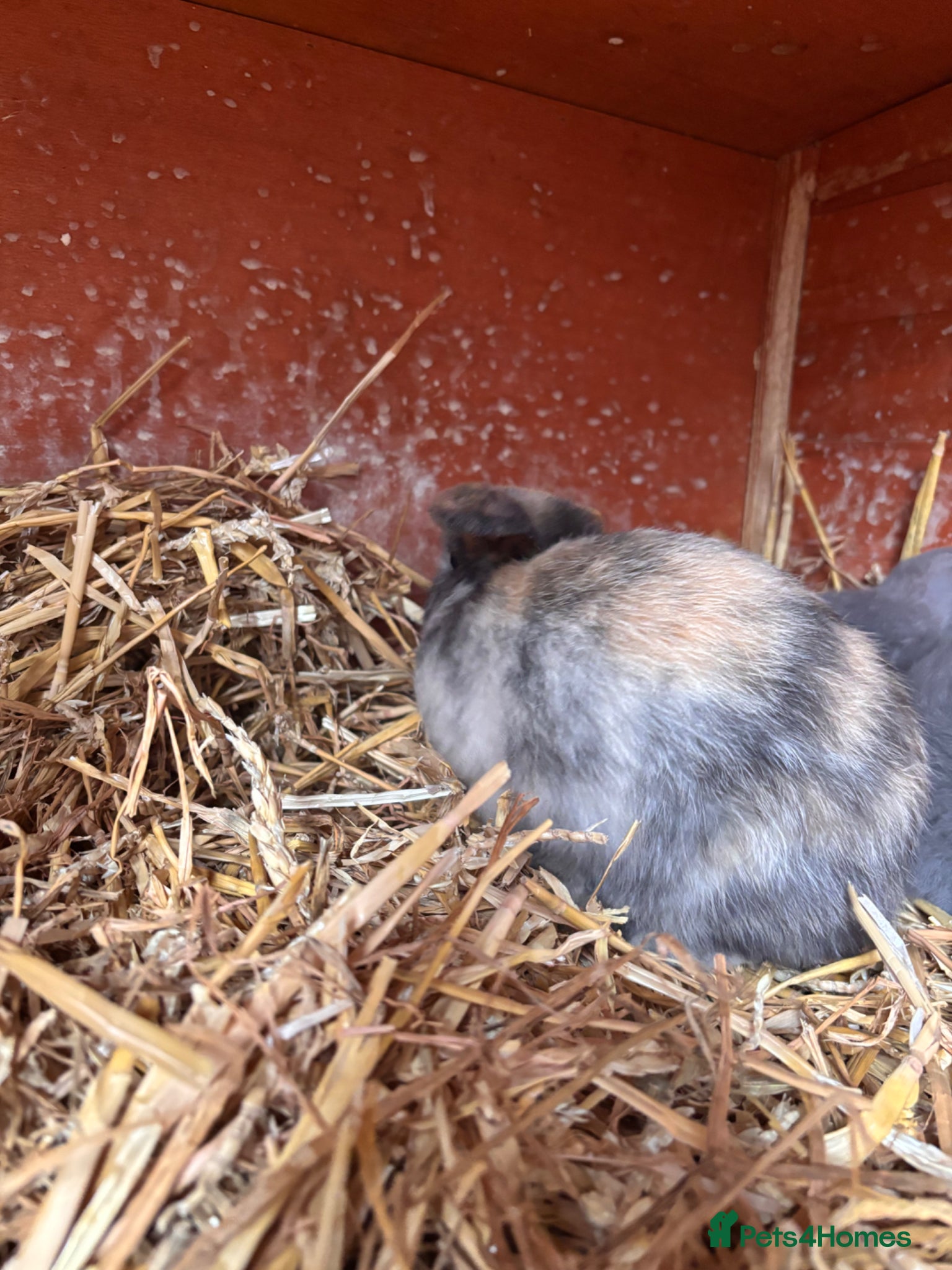 Mini Lop rabbits for sale: 2 beautiful baby’s rabbits for sale  - Advert 3