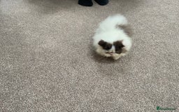 Persian cats for sale: 2 very unique colour Persian boys  - Image 4