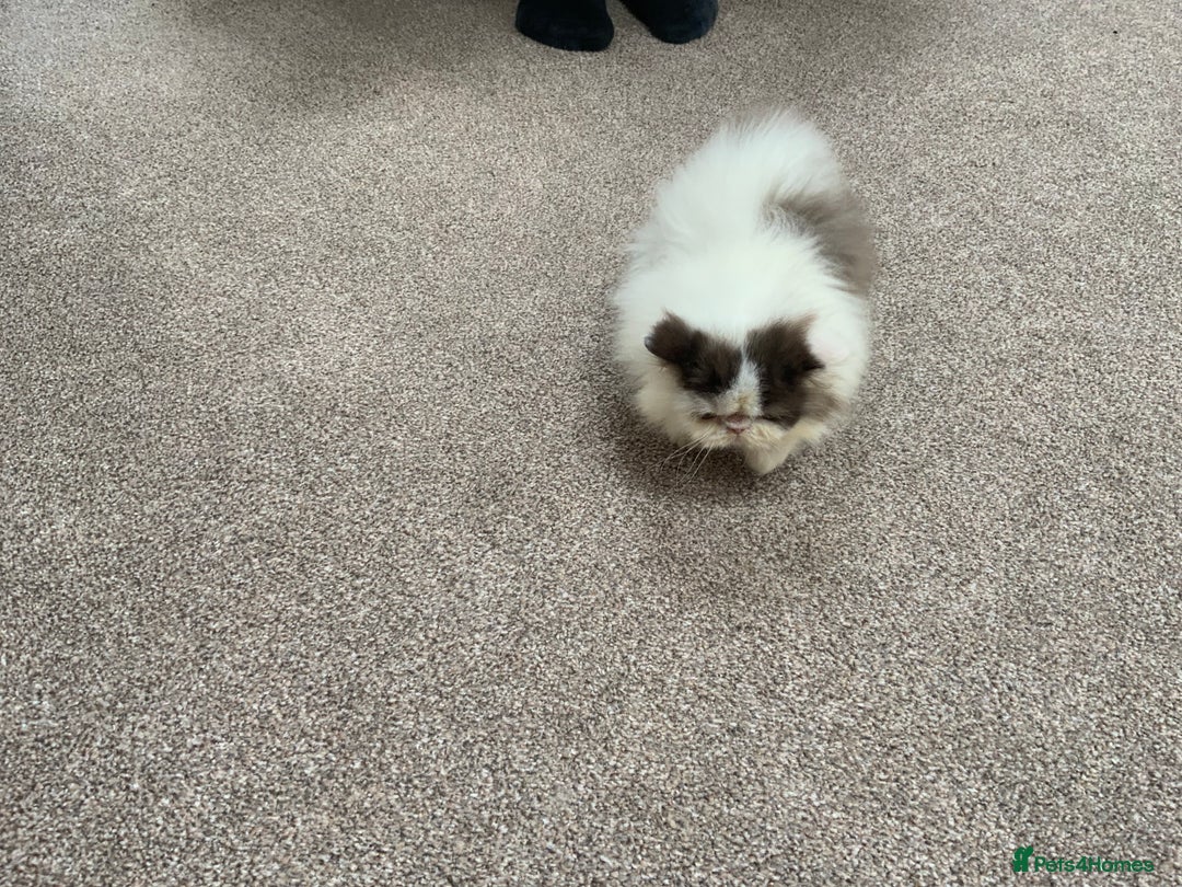 Persian cats for sale: 2 very unique colour Persian boys  - Image 4