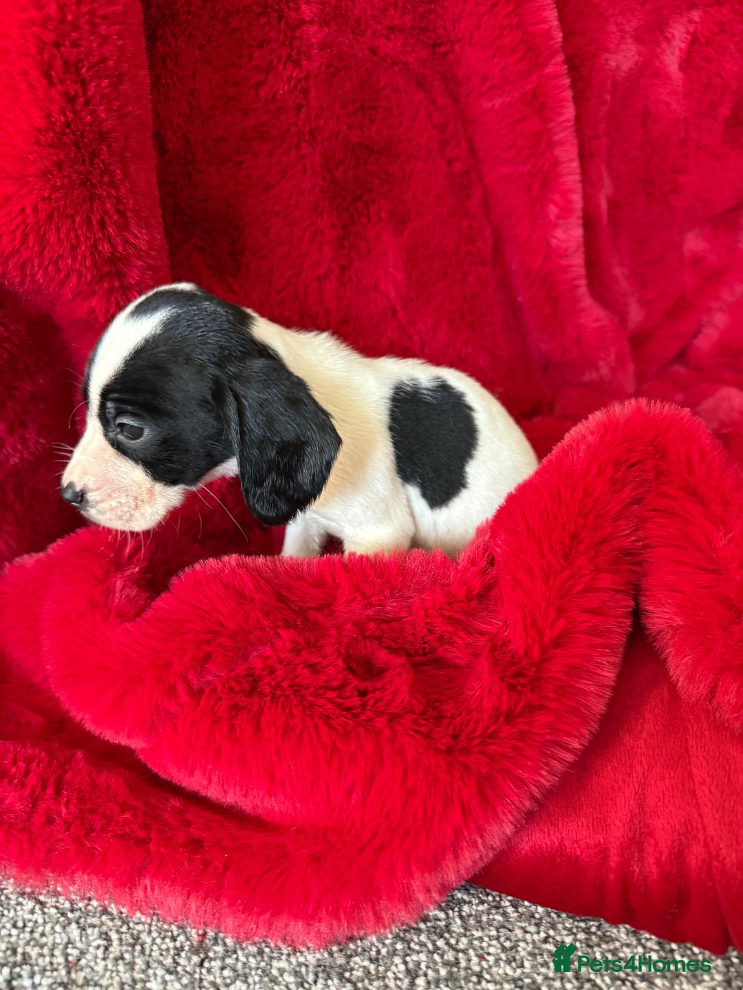 Mixed Breed dogs for sale: Gorgeous Springerjack Puppies  - Advert 18