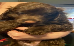 Cockapoo dogs for sale: last F1 boy ready now - Image 16