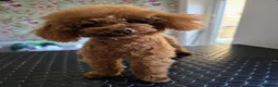 Toy Poodle dogs for stud: Albi stunning red toy poodle  - Advert 1