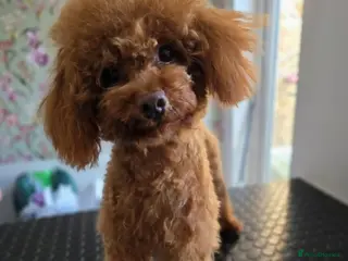 Toy Poodle dogs Albi stunning red toy poodle - Advert 1