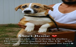 Mixed Breed dogs for adoption: 🐾 Rosie – a tiny sweetheart longing for love ❤️ - Advert 4