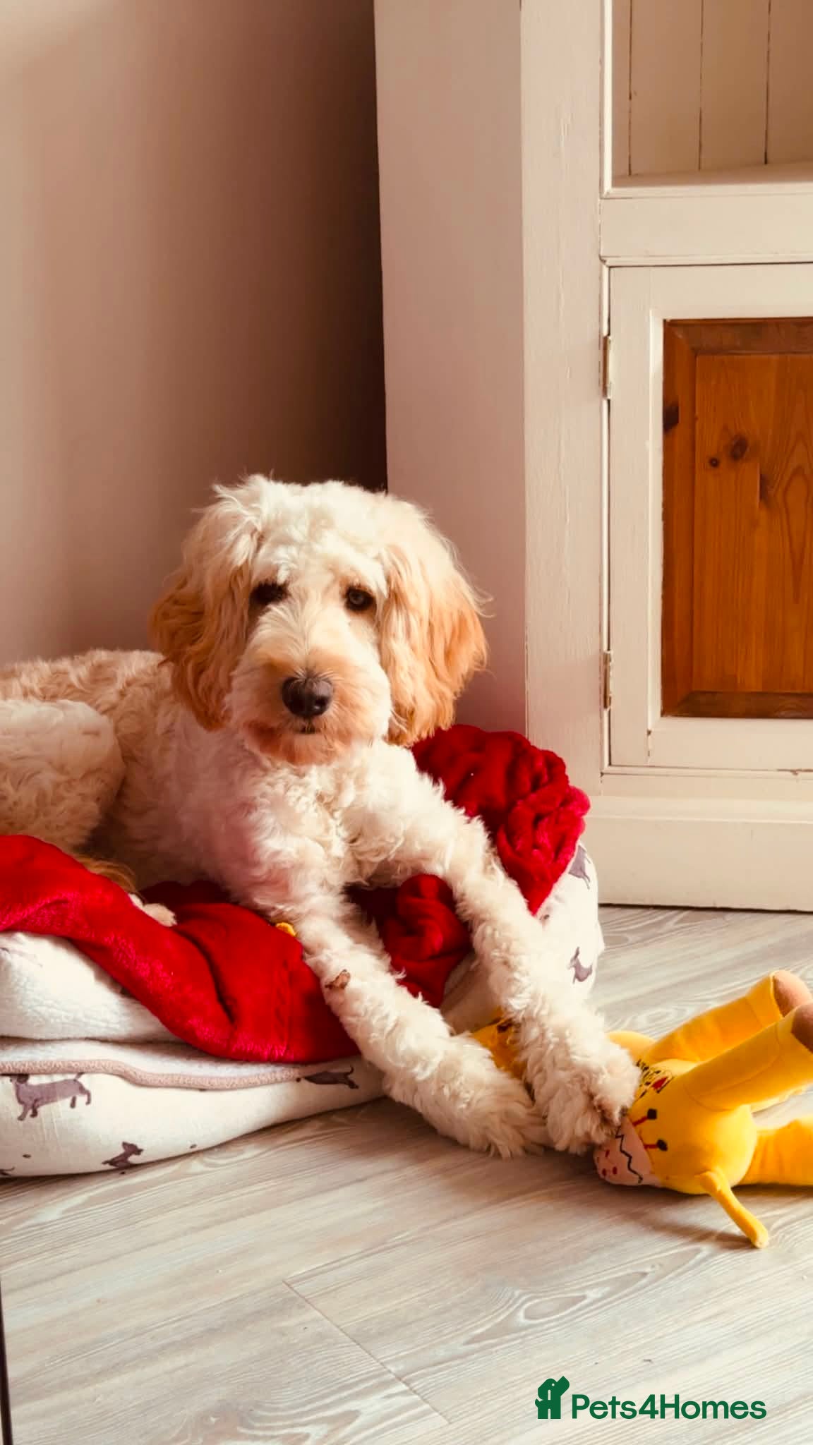 Cockapoo dogs Eight month female dog for sale  - Advert 1