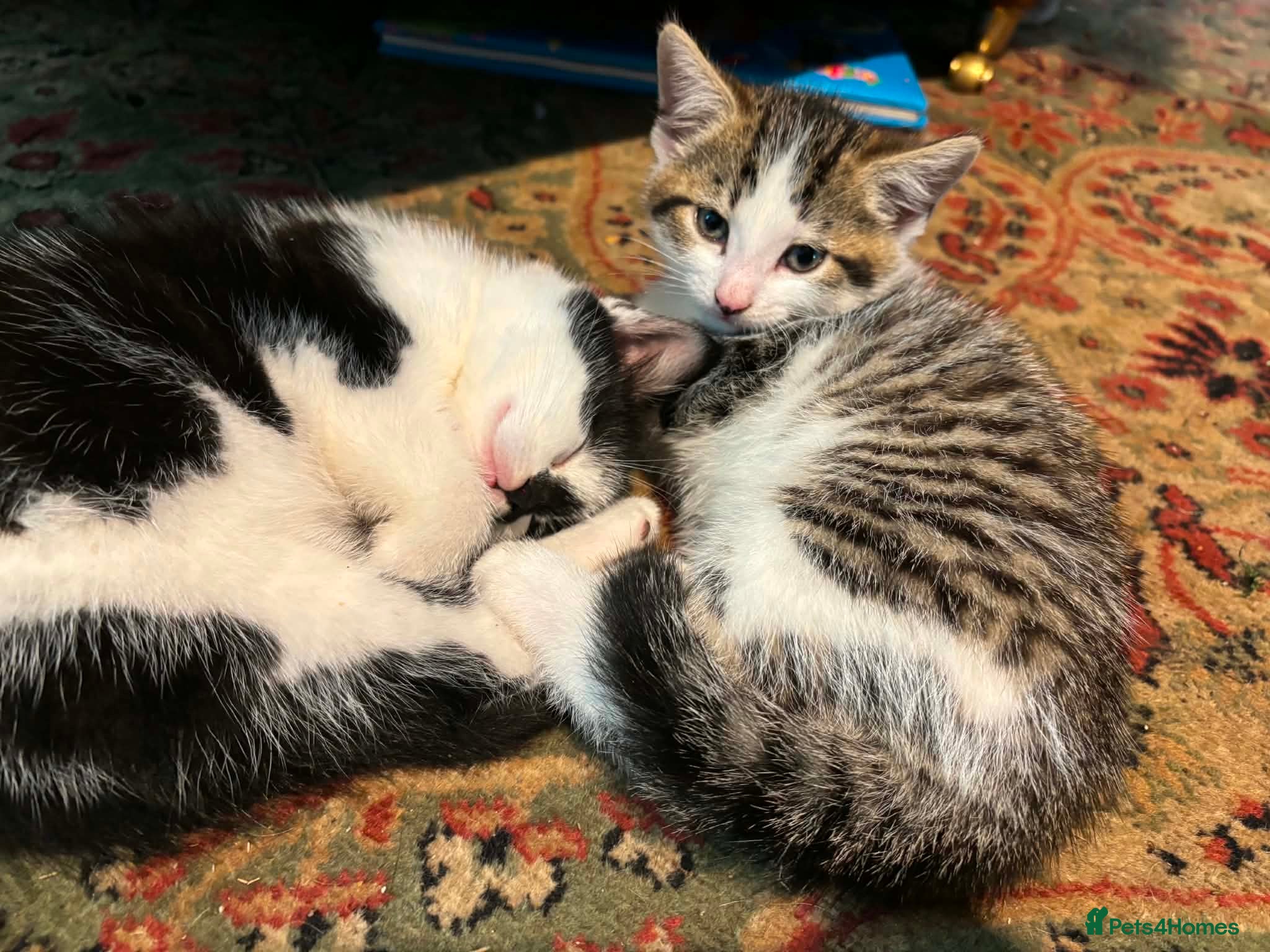 Mixed Breed cats for sale: Kittens for sale - Advert 3