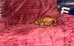 Mixed Breed dogs for sale: Chiweenies for sale - Advert 3