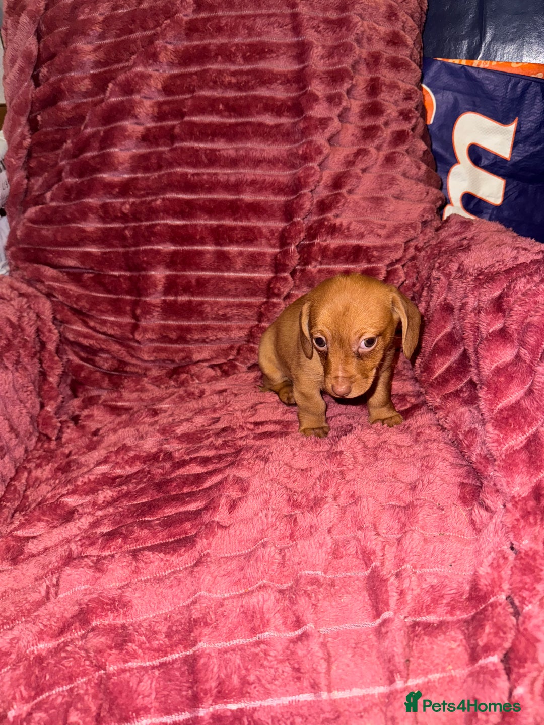 Mixed Breed dogs for sale: Chiweenies for sale - Advert 3