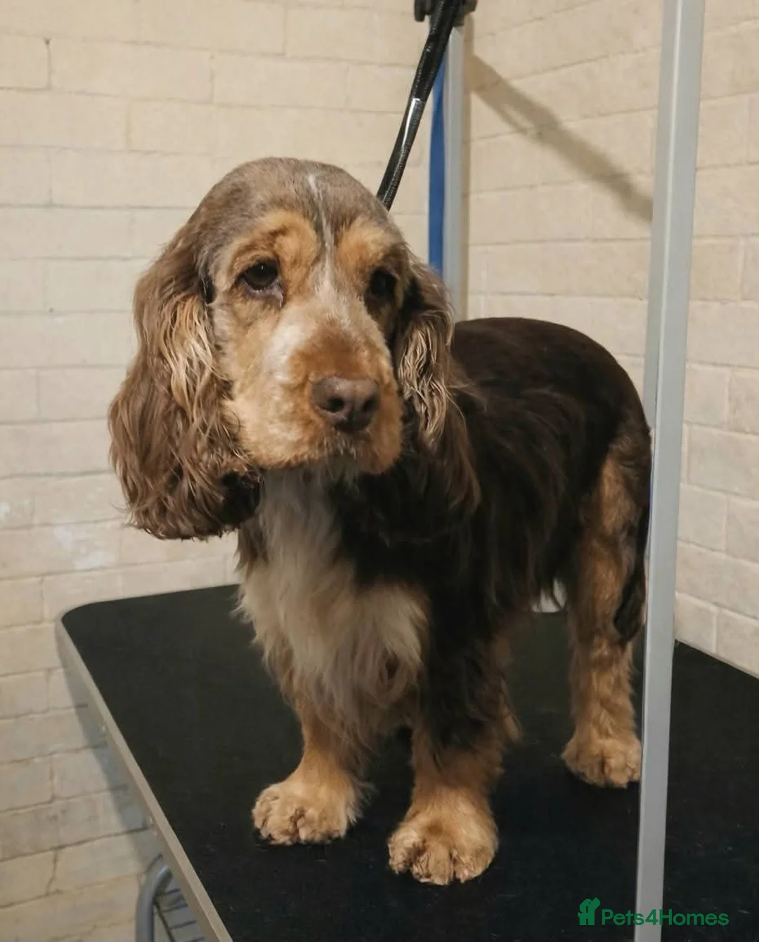 Cocker Spaniel dogs for sale: Adorable young Cocker Spaniel girl - Advert 2