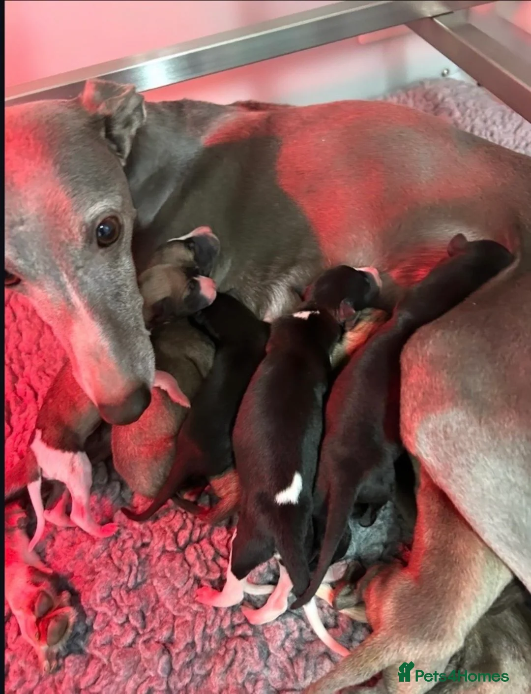 Whippet dogs for sale: KC REGISTERED WHIPPETS  in Liverpool - Advert 1