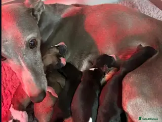 Whippet dogs KC REGISTERED WHIPPETS in Liverpool - Advert 18