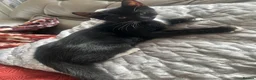 Mixed Breed cats for sale: Pair of kittens to go together  - Advert 2