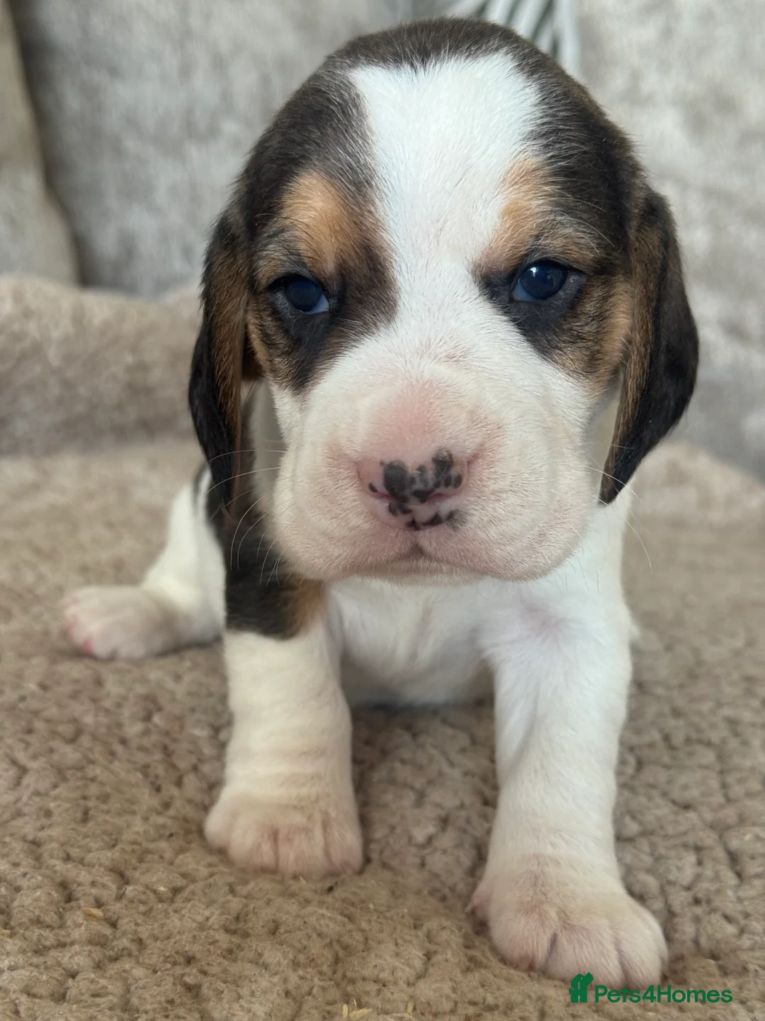 Beagle dogs for sale: TRUE SHOW TYPE KC REGISTERED BEAGLES - Advert 39