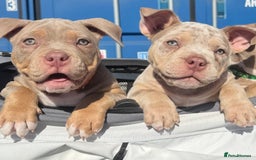 American Bully dogs for sale: FEMALE POCKET BULLY AVAILABLE🤩🏡🩷 - Image 3