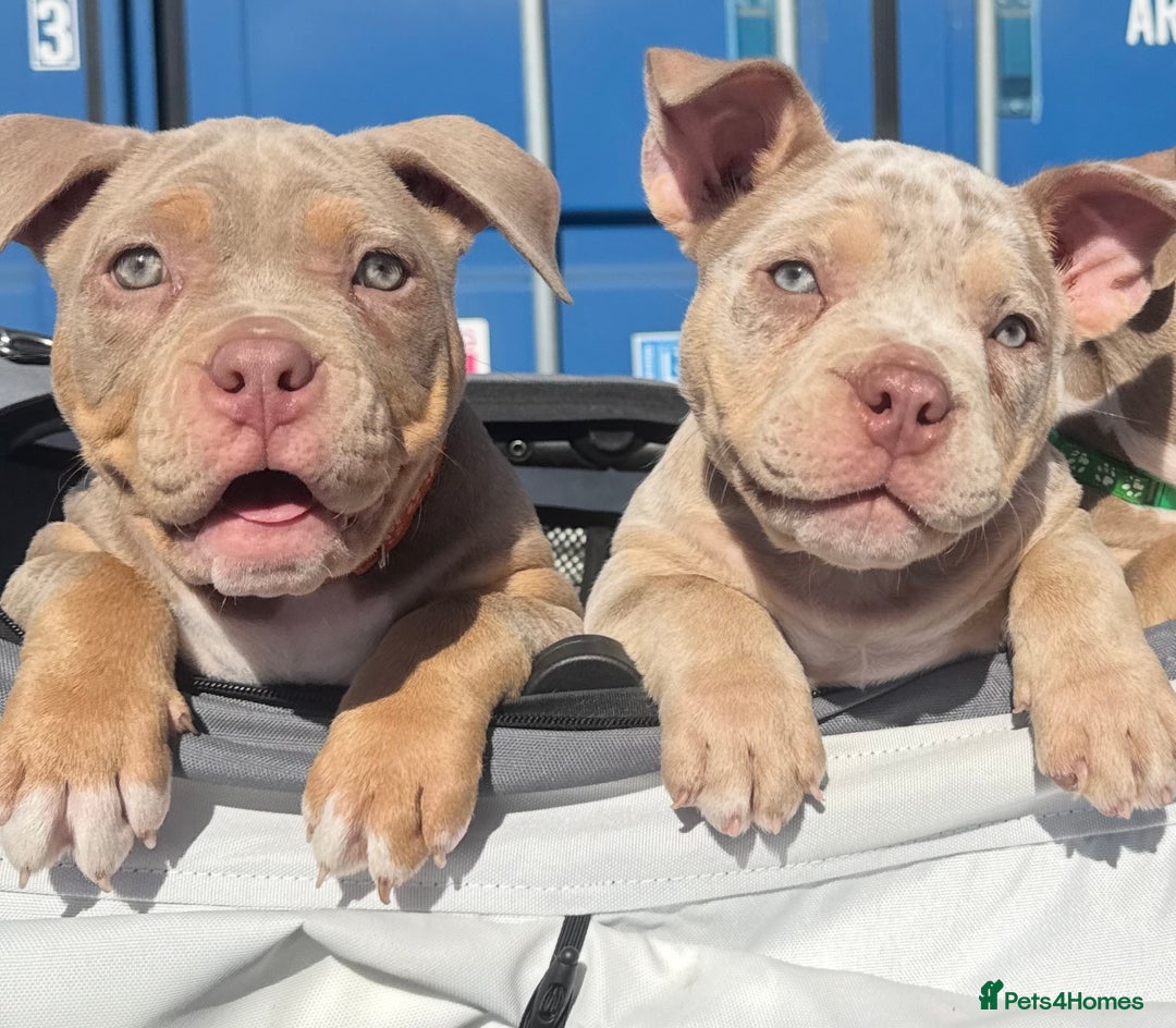 American Bully dogs for sale: FEMALE POCKET BULLY AVAILABLE🤩🏡🩷 - Image 3