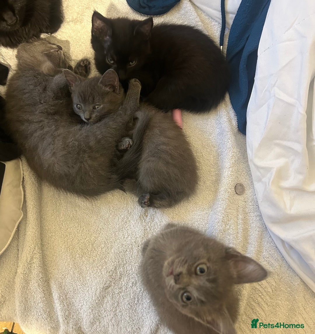 Mixed Breed cats for sale: Russian blue cross stunning kittens 10 weeks old  - Image 5