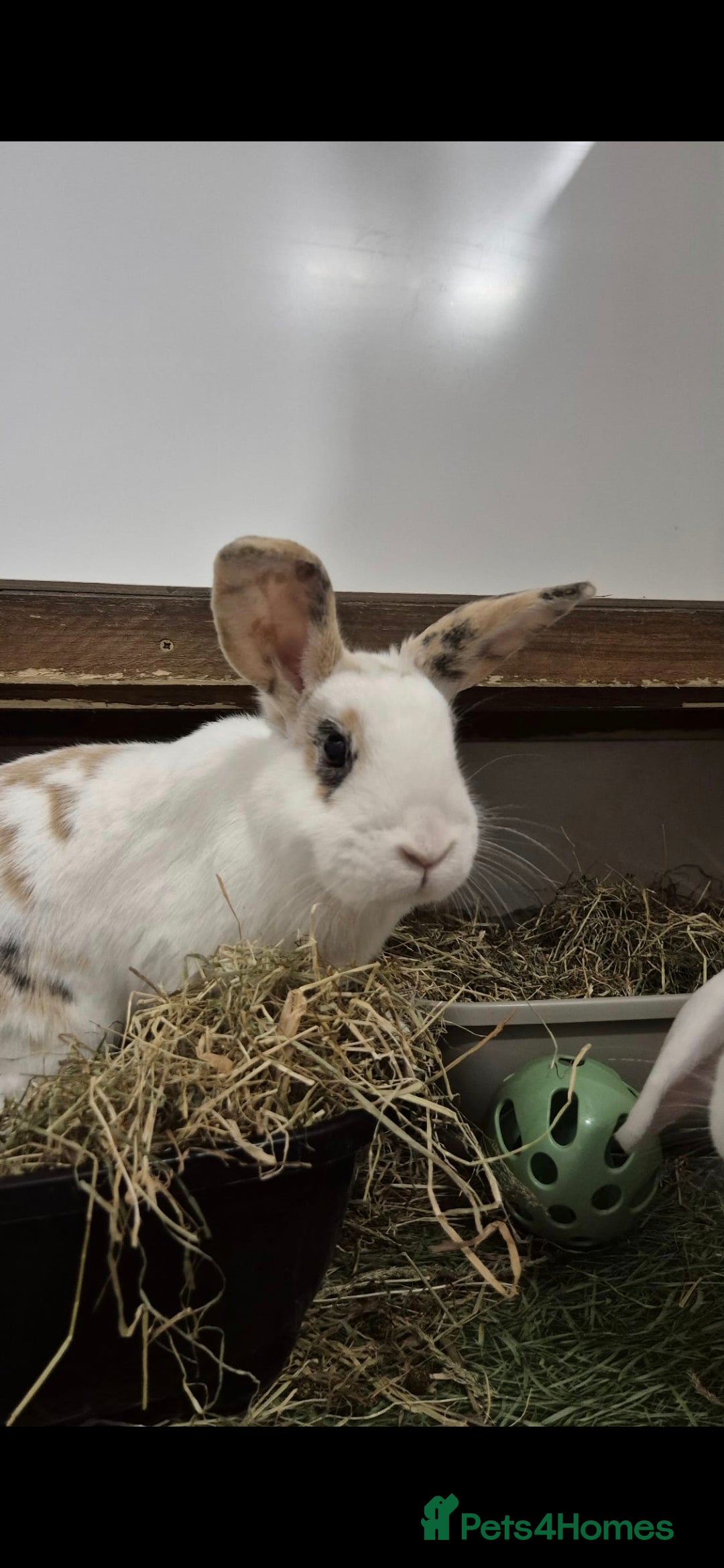 Mixed Breed rabbits for sale: Tansy and Daisy - Advert 3