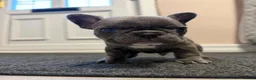 French Bulldog dogs for sale: French Bulldog Puppies Seeking Caring Owners in Northampton - Advert 3