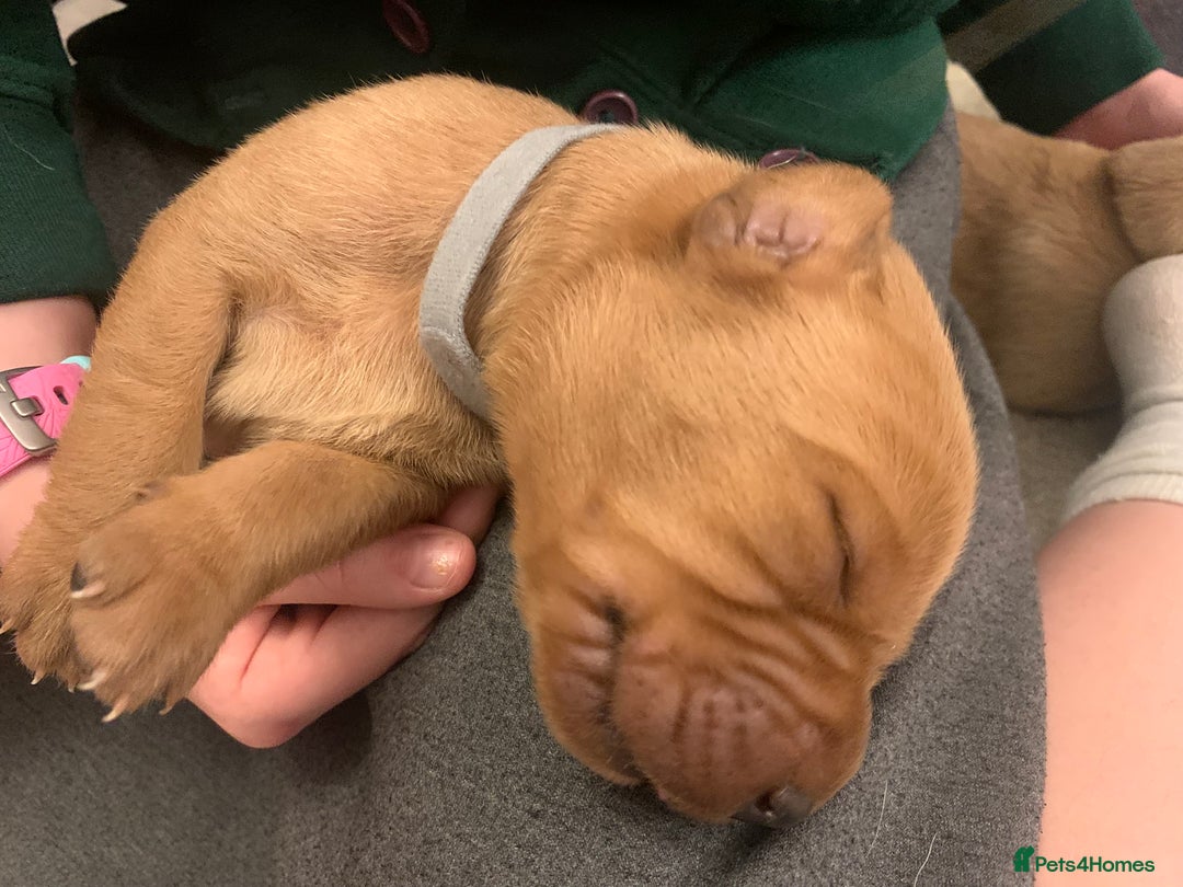 Labrador Retriever dogs for sale: ✨ Stunning 5 Male & 3 Female Fox Red Lab Puppies - Advert 22