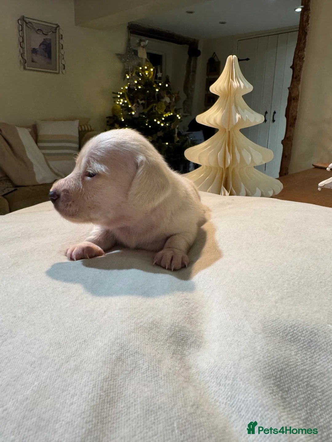 Miniature Dachshund dogs for sale: Cream miniature dachshunds-Petal’s Perfect Puppies - Advert 26