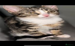Bengal cats for sale: 5 females bengal cats  - Image 6