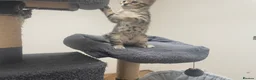 Bengal cats for sale: Bengal X READY NOW  - Advert 8