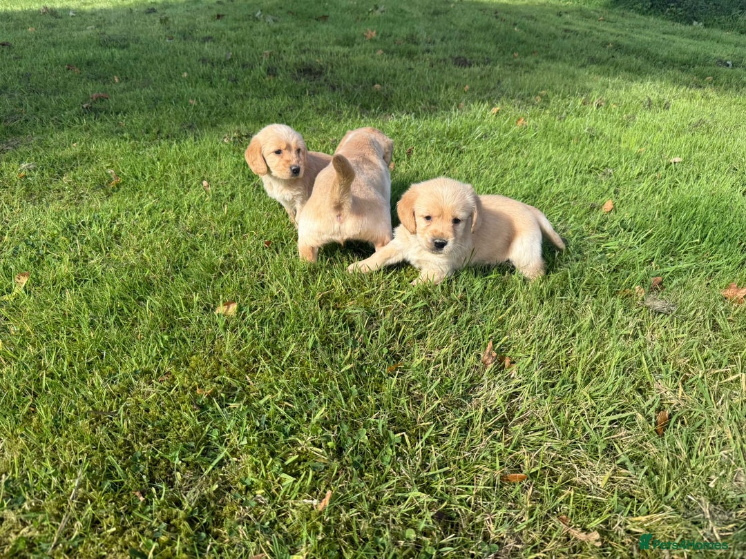 Labrador Retriever dogs for sale: Labrador puppies - Image 16