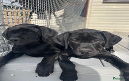 Mixed Breed dogs for sale: Rottweiler/vizsla - Image 32