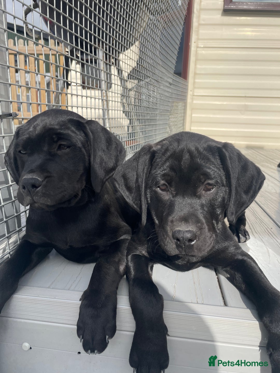 Mixed Breed dogs for sale: Rottweiler/vizsla - Image 32