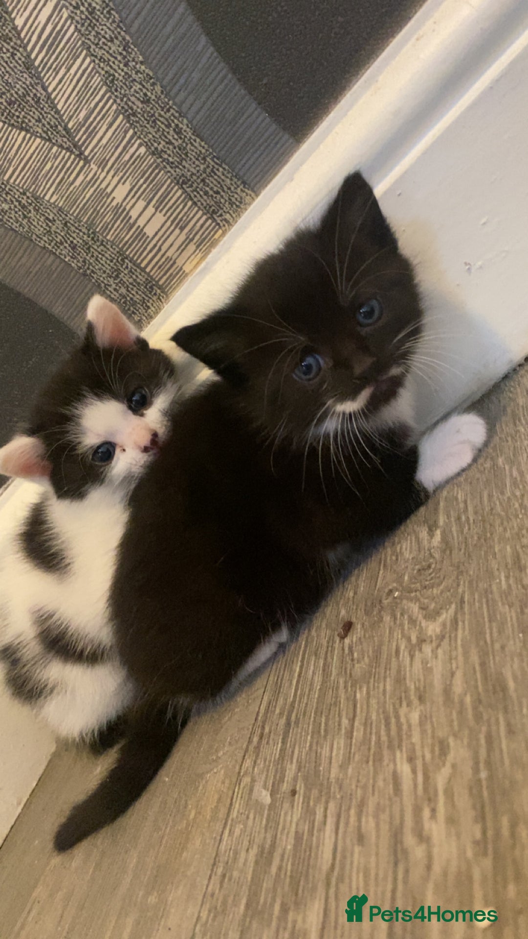 Mixed Breed cats for sale: 5 kittens for sale  - Image 10