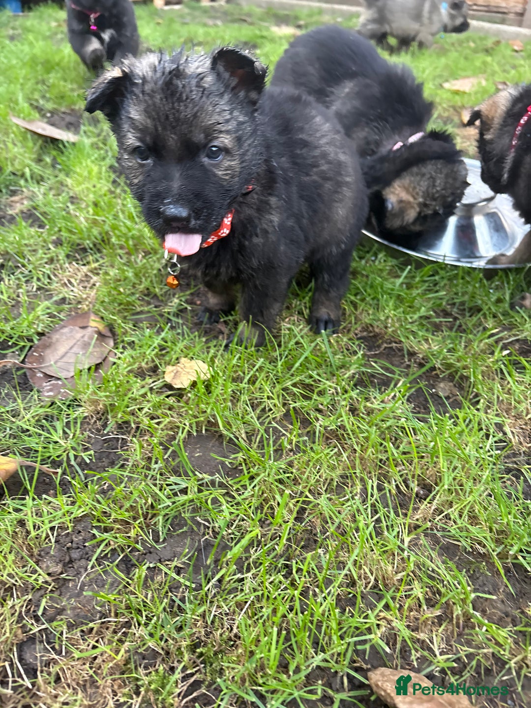 German Shepherd dogs for sale: 10 amazing german shepherd puppies - Advert 3