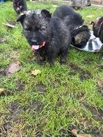 German Shepherd dogs 10 amazing german shepherd puppies - Advert 3