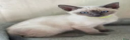Siamese cats for sale: GCCF Registered Traditional Siamese Kittens  - Advert 13