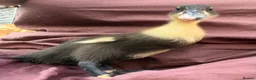 Ducks poultry for sale: 🦆🦆Ducklings for sale 🦆🦆 in Wigston - Advert 6