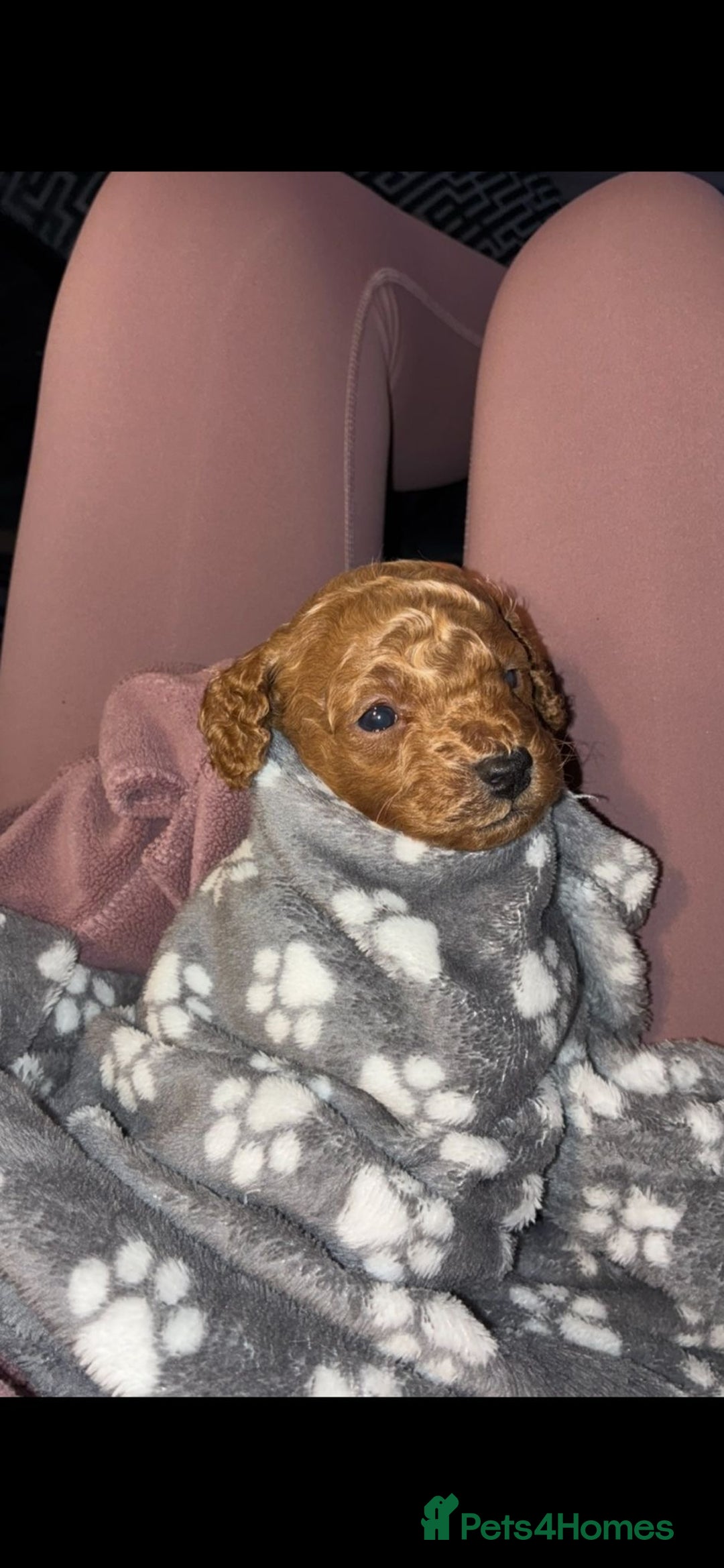 Poochon dogs for sale: STUNNING POOCHON - Image 4