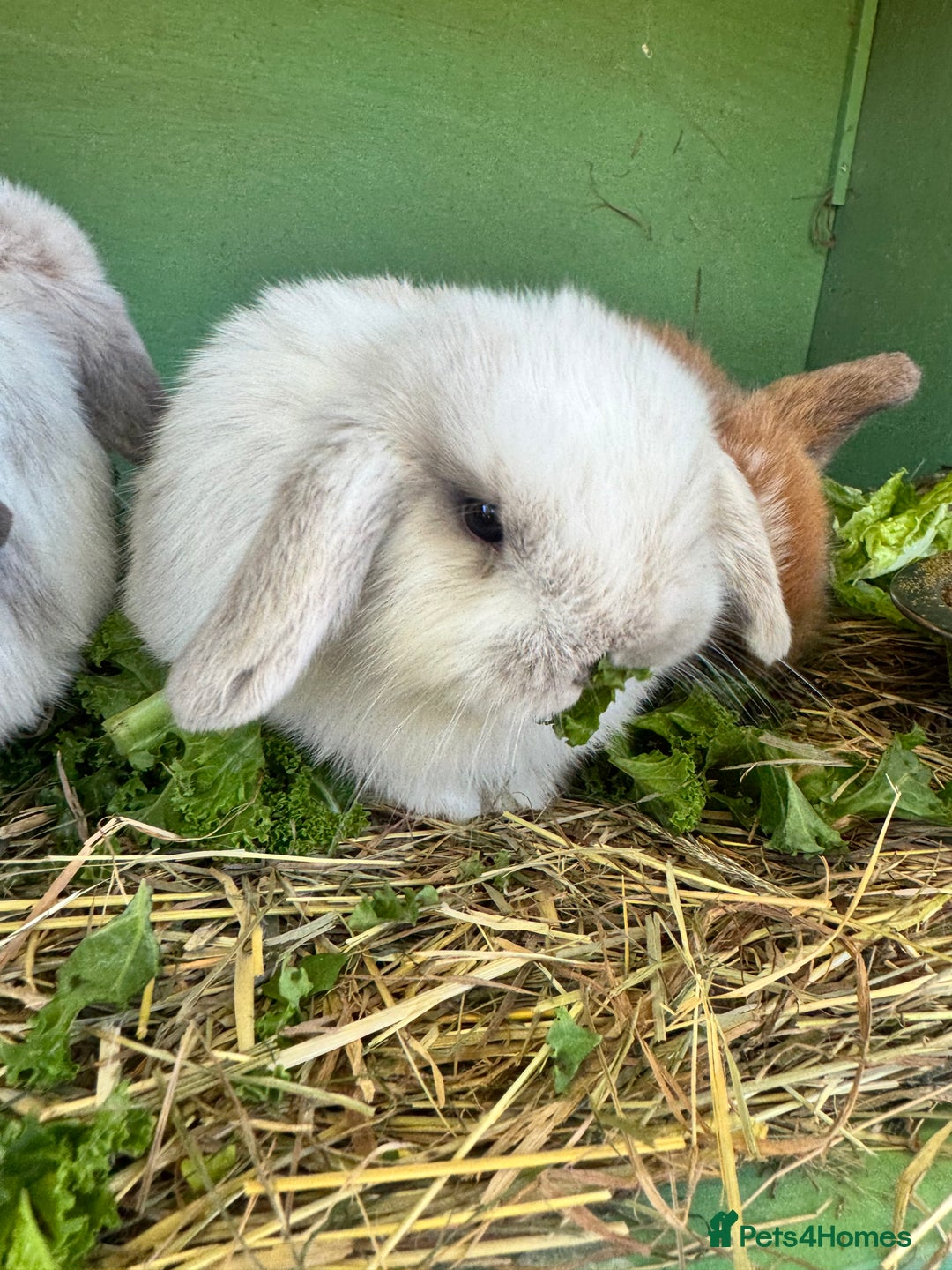 Mini Lop rabbits for sale: Mini lop - Advert 5