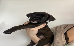 Cane Corso dogs for sale: 🐾 Beautiful Cane Corso Puppies – Ready Soon! 🐾 - Image 1