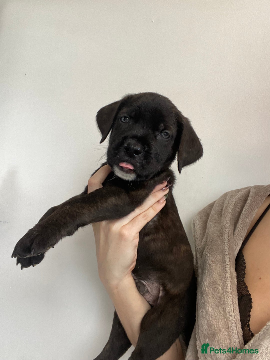 Cane Corso dogs for sale: 🐾 Beautiful Cane Corso Puppies – Ready Soon! 🐾 - Image 1