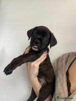 Cane Corso dogs - Advert 3