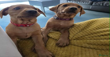 Labrador Retriever dogs - Advert 7