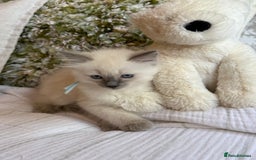 Ragdoll cats for sale: True to type, pure Ragdolls Kittesn - Image 10