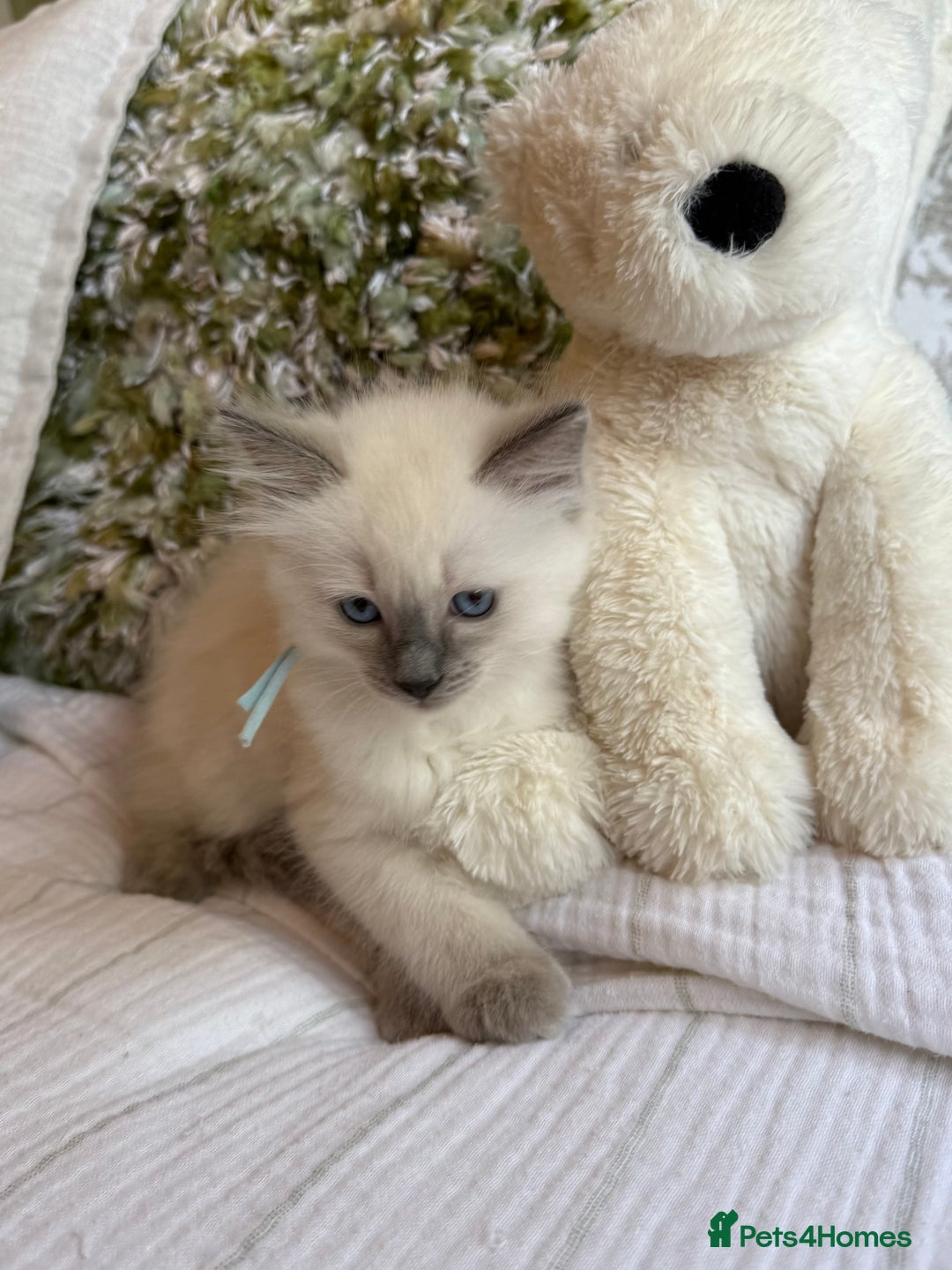 Ragdoll cats for sale: True to type, pure Ragdolls Kittesn - Image 10