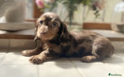 Miniature Dachshund dogs for sale: Mini dachshund puppies available  - Image 1
