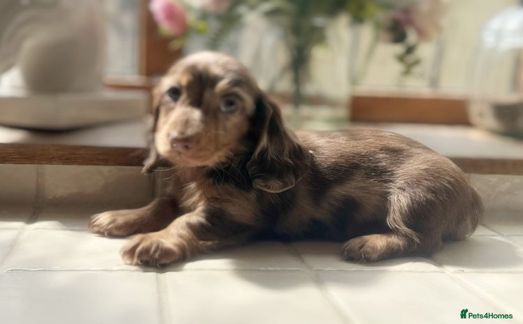 Miniature Dachshund dogs - Advert 9