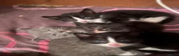 Mixed Breed cats for sale: 10 Loving and Playful Kittens  - Advert 5