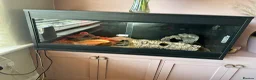 Gecko reptiles for sale: Leopard gecko and tank for sale in Brighouse - Advert 4