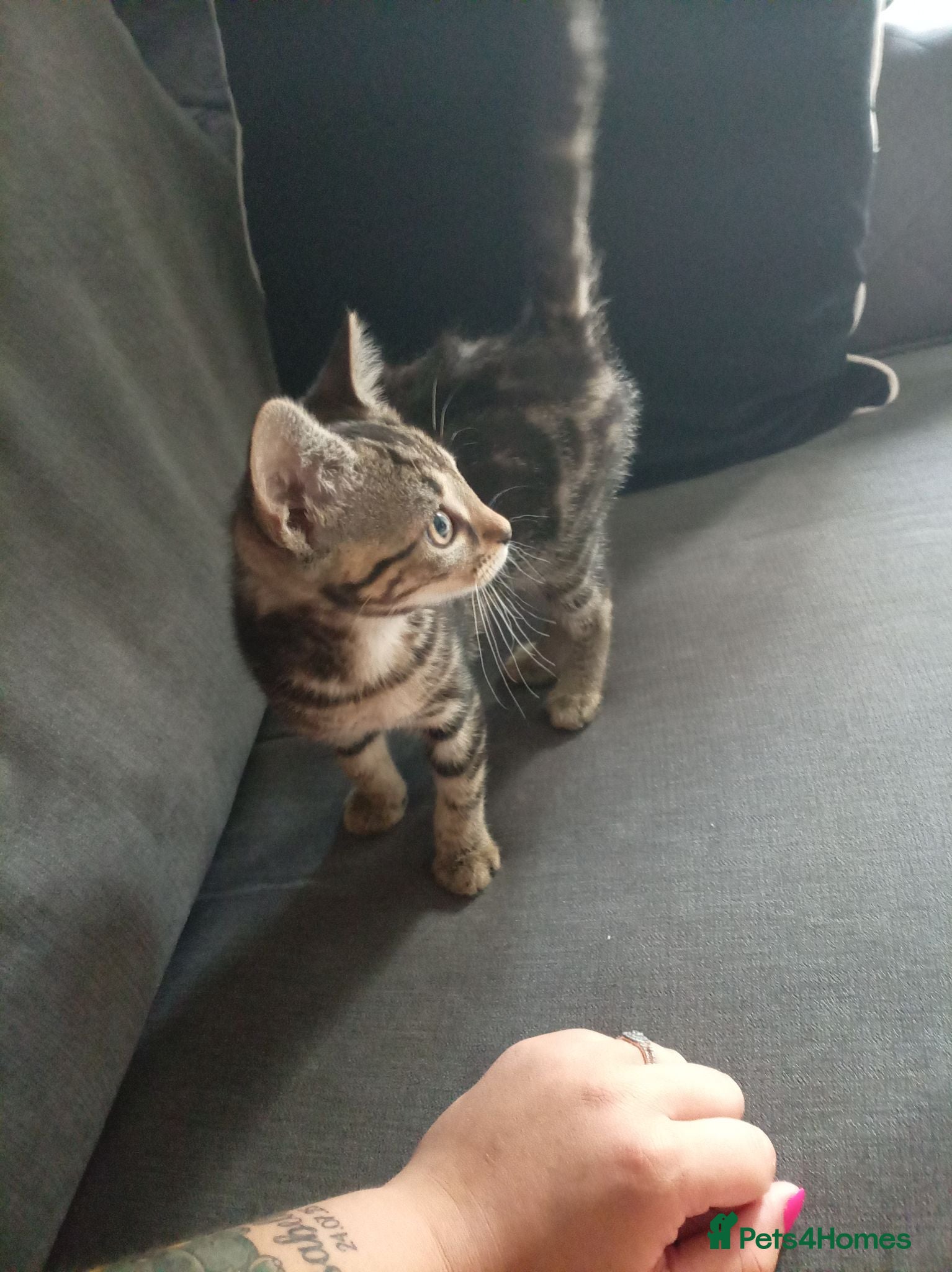 Mixed Breed cats Tabby female cat  - Advert 16
