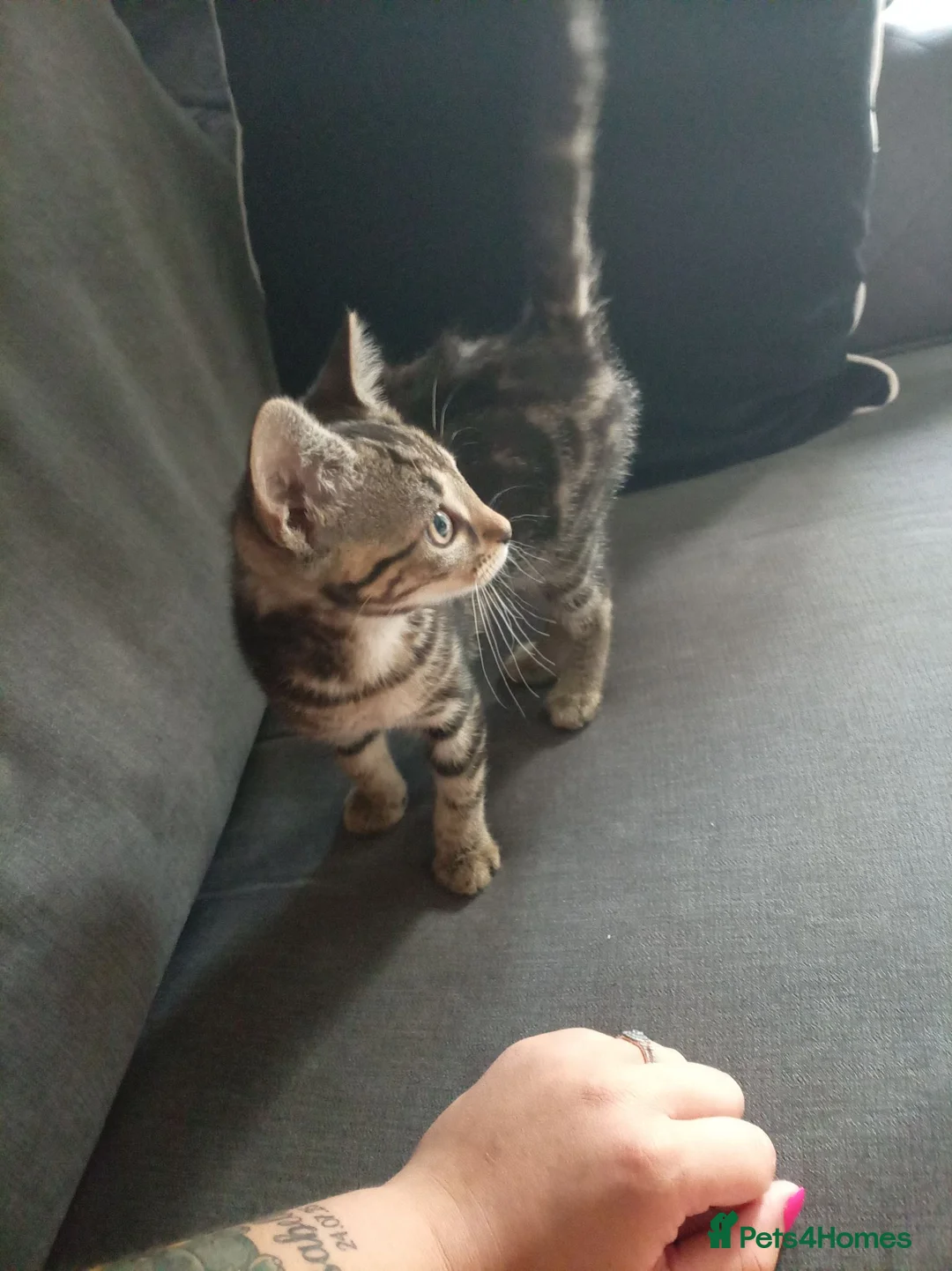 Mixed Breed cats for sale: Tabby female cat  - Advert 1