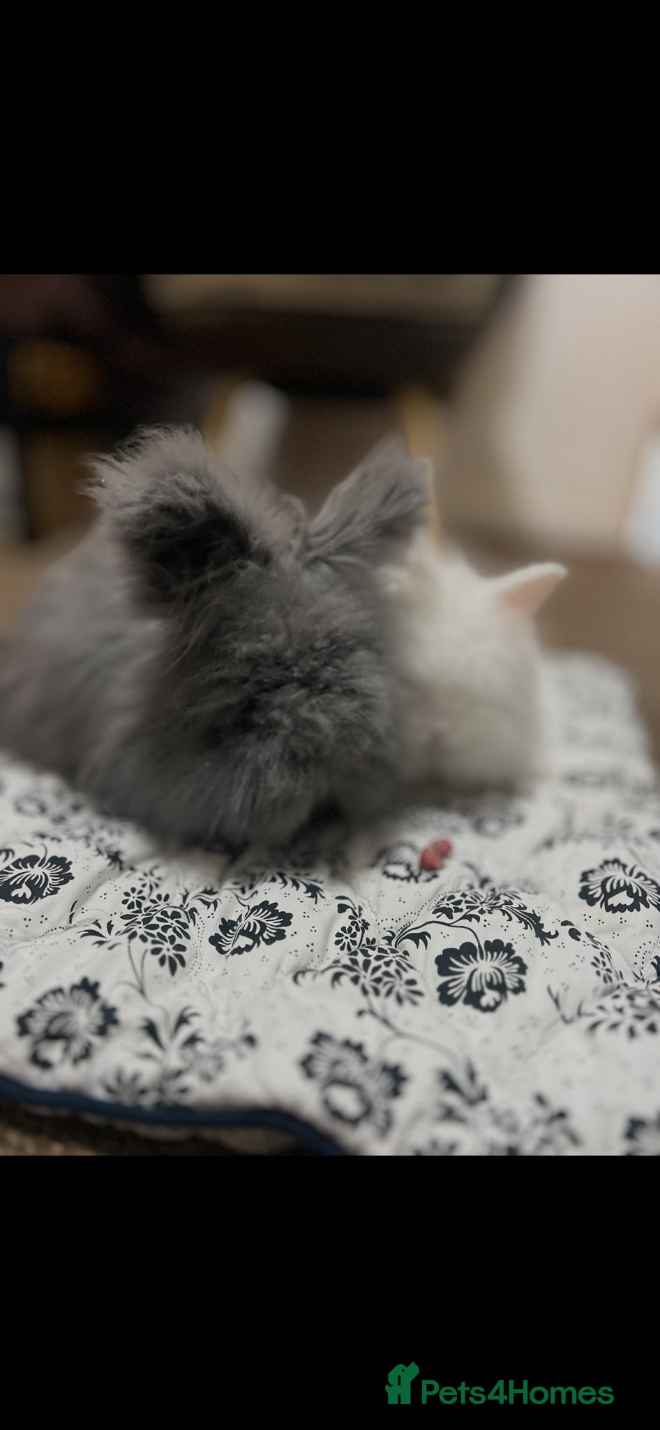 Angora rabbits Full English Angora female  - Advert 1